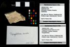 Foto (Objekt + Etikett) von Paragalathea ternata (Robins et al., 2017)  (NHMW-GEO-1990-0041-3325)